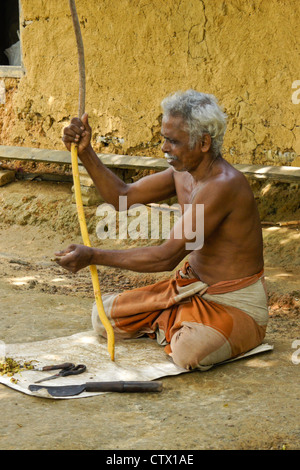 Man peeling Cannelle Écorce d'une branche, Sri Lanka Banque D'Images
