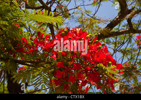 Fleurs de l'ARBRE D'INCENDIE (Myrica faya) dans la ville de n KENGTUNG également connu sous le nom de KYAINGTONG - Myanmar Banque D'Images