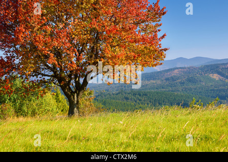 Beskides de Silésie dans parc paysage couleurs d'automne, Pologne Banque D'Images