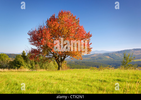 Seul arbre dans la couleur en automne, Parc Paysager de Silésie Beskid, Pologne Banque D'Images