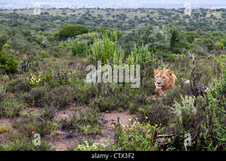 Young male lion reposant dans les prairies par une matinée pluvieuse sur l'Eastern Cape, Afrique du Sud Banque D'Images