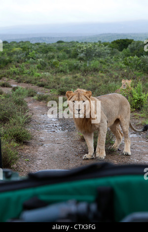 Rencontre avec un lion mâle juvénile, Eastern Cape, Afrique du Sud Banque D'Images