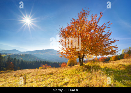 Scène d'automne dans les montagnes de Beskidy, Pologne Banque D'Images