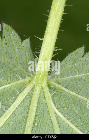 L'ortie commune Urtica dioica (Urticacae) Banque D'Images