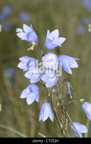 La campanule à feuilles rondes Campanula rotundifolia (Campanulaceae) Banque D'Images