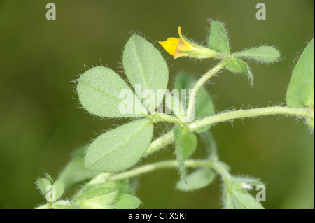 Slender Lotier Lotus angustissimus (Fabaceae) Banque D'Images