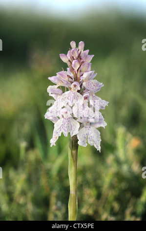 HEATH SPOTTED-ORCHID Dactylorhiza maculata (Orchidaceae) Banque D'Images