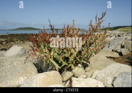 Rumex rupestris Quai Rive Banque D'Images