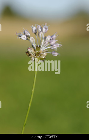 Oignon sauvage Allium vineale (Liliaceae) Banque D'Images