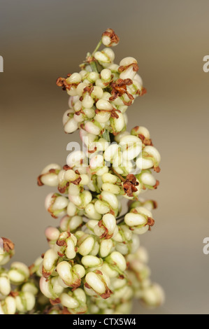 Rumex rupestris Quai Rive Banque D'Images