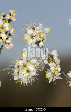 Rosaceae Prunus spinosa prunellier Banque D'Images