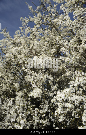 Rosaceae Prunus spinosa prunellier Banque D'Images