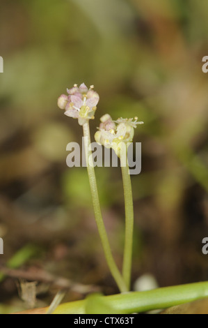 MARSH ombelle Hydrocotyle vulgaris (Apiaceae) Banque D'Images