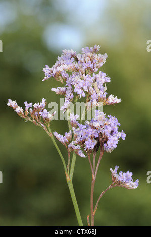 La lavande de mer commun Limonium vulgare (Plumbaginaceae) Banque D'Images