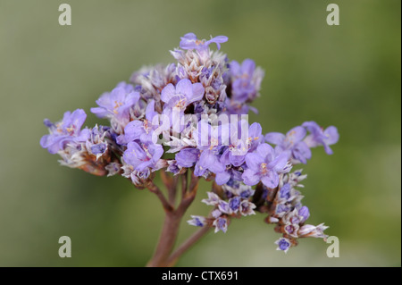 La lavande de mer commun Limonium vulgare (Plumbaginaceae) Banque D'Images