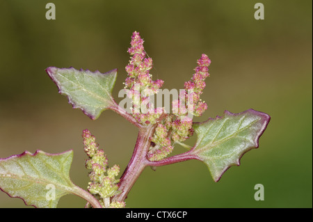 Chénopode rouge Chenopodium rubrum (Chenopodiaceae) Banque D'Images