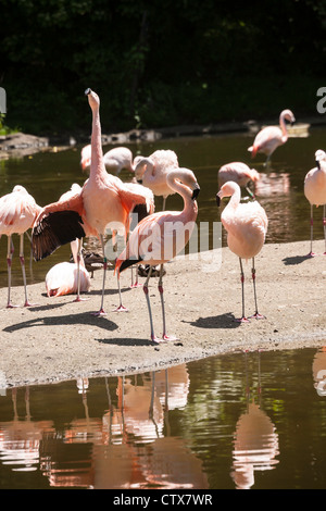 Les flamants, le zoo du Bronx, Wildlife Conservation Society, Parc Bronx, Bronx, NYC Banque D'Images