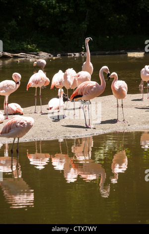 Les flamants, le zoo du Bronx, Wildlife Conservation Society, Parc Bronx, Bronx, NYC Banque D'Images