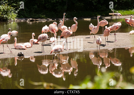 Les flamants, le zoo du Bronx, Wildlife Conservation Society, Parc Bronx, Bronx, NYC Banque D'Images