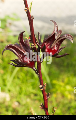 Gros plan de fleur d'oseille de calices. Il est utilisé comme médicament traditionnel ou transformées en jus dans de nombreux pays. Banque D'Images