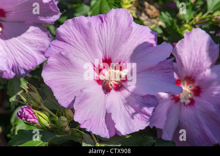 Malvae mauve Malvaceae Hibiscus syriacus rosemallow hibiskus weed jardin plein soleil soleil fleur lumineuse lila Banque D'Images