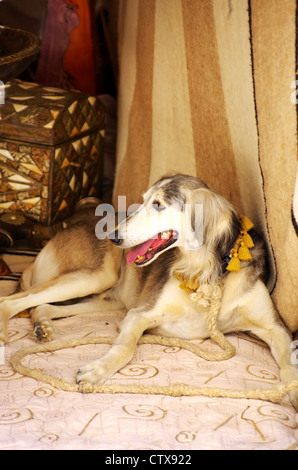 Galgo assis devant vieux tapis Banque D'Images