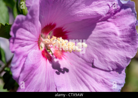 Malvae mauve Malvaceae Hibiscus syriacus rosemallow hibiskus weed jardin plein soleil soleil fleur lumineuse lila Banque D'Images