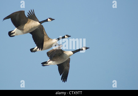 Bernache du Canada (Branta canadensis) Banque D'Images