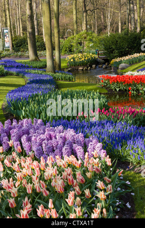 Jardin de printemps avec tulipes, jacinthes et muscari dans les jardins de Keukenhof, Hollande du Sud, pays-Bas. Banque D'Images