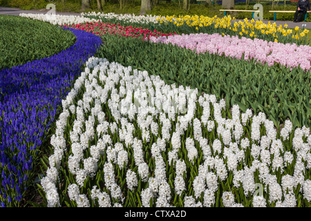 Jardin de printemps avec tulipes, jacinthes, muscari, et jonquilles dans les jardins de Keukenhof, Hollande du Sud, pays-Bas. Banque D'Images