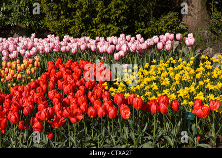 Scène de jardin de printemps avec Tulips et jonquilles, Narcisse 'ALLIANCE' dans les jardins de Keukenhof, Hollande du Sud, pays-Bas. Banque D'Images