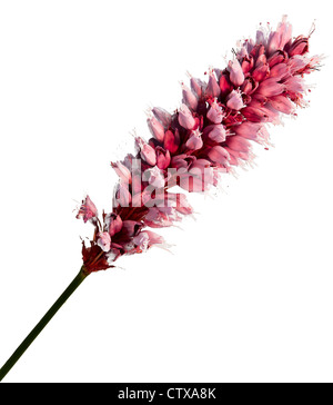 Polygonum persicaria ou chevalier arlequin Banque D'Images