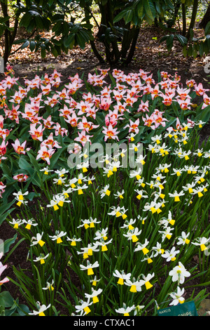 Tulipes et jonquilles. Tulipa kaufmanniana 'ANCILLA' et Narcissus 'JACK SNIPE', aux jardins de Keukenhof aux pays-Bas. Banque D'Images