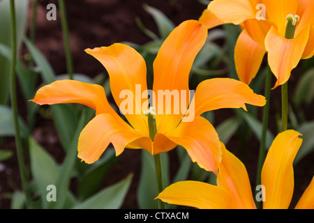 Tulipe à fleurs de Lily, Tulipa 'BALLERINA', aux jardins de Keukenhof aux pays-Bas. Banque D'Images