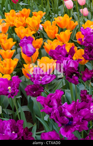 Parrot Tulip, Tulipa 'BLUE PARROT' et Triumph Tulip, Tulipa 'Veronique Sanson', aux jardins de Keukenhof aux pays-Bas. Banque D'Images