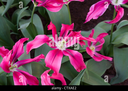 Viridiflora Tulip, Tulipa viridiflora 'DolL'S MINUET' dans les jardins de Keukenhof, Hollande-Méridionale, pays-Bas. Banque D'Images