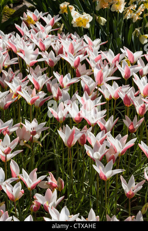 Tulipe, Tulipa 'LADY JANE' dans les jardins de Keukenhof, Hollande du Sud, pays-Bas. Banque D'Images