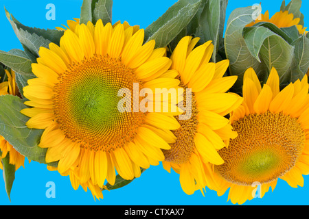 Tournesols lumineux contre fond bleu vibrant Banque D'Images
