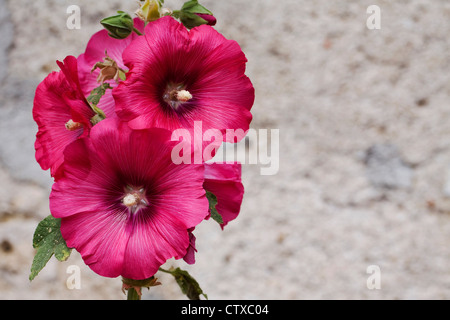 Alcea rosea. Rose Trémière rose foncé contre un mur de pierre. Banque D'Images