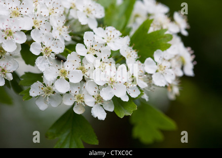 Crataegus monogyna Blossom. L'aubépine en fleurs au printemps. Banque D'Images