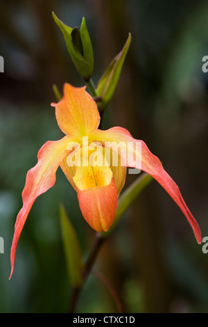 Phragmipedium 'Eric Young'. Dans une serre d'orchidées. Banque D'Images