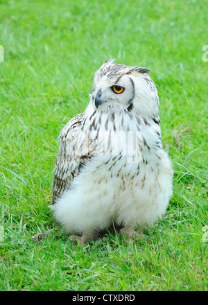 L'Indien lacteus aussi appelé le Bengale ou lacteus Rock Eagle Owl. Bubo Bengalensis Banque D'Images