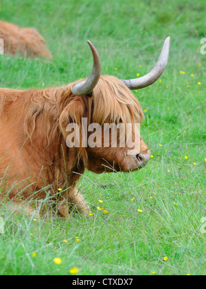 Highland bovins (Bos taurus) à Pollok Park, Glasgow, Ecosse, Royaume-Uni. Banque D'Images