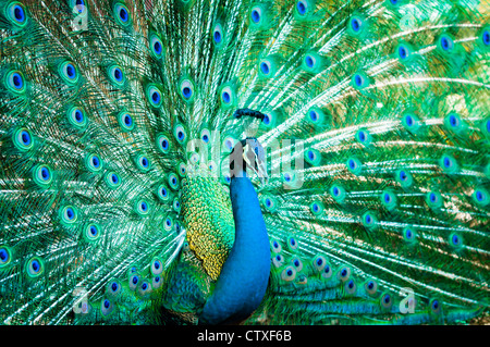 Portrait de plumes de paon avec Banque D'Images