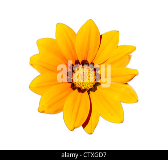 Gazania - fleur jaune, tête, isolé sur un fond blanc. Banque D'Images