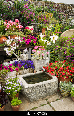 Affichage floral décoratif dans un jardin sur Sark Banque D'Images