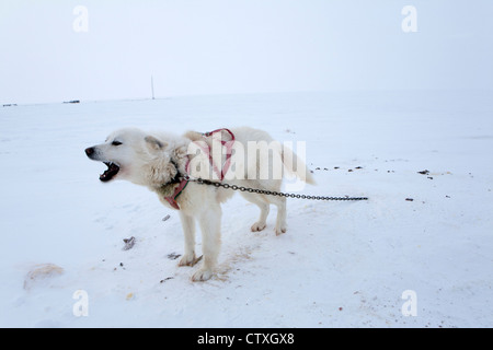 Luges sur le pôle nroth Banque D'Images