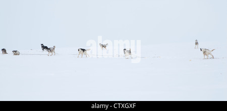 Luges sur le pôle nroth Banque D'Images