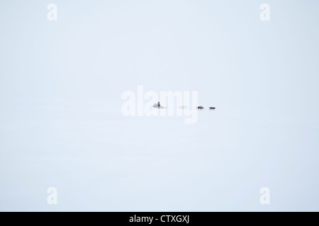 Luges sur le pôle nroth Banque D'Images