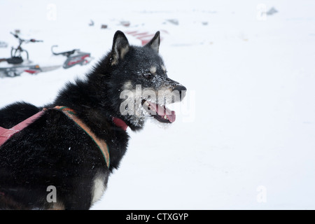 Luges sur le pôle nroth Banque D'Images
